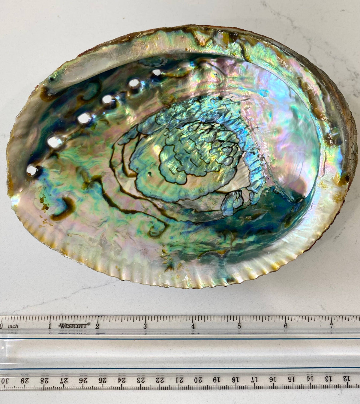 abalone shell smudge bowls {large}