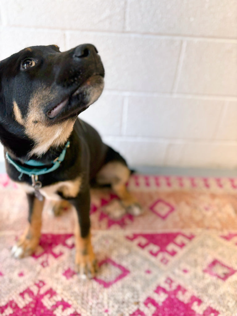 cosmic {2'9" x 11'8"}