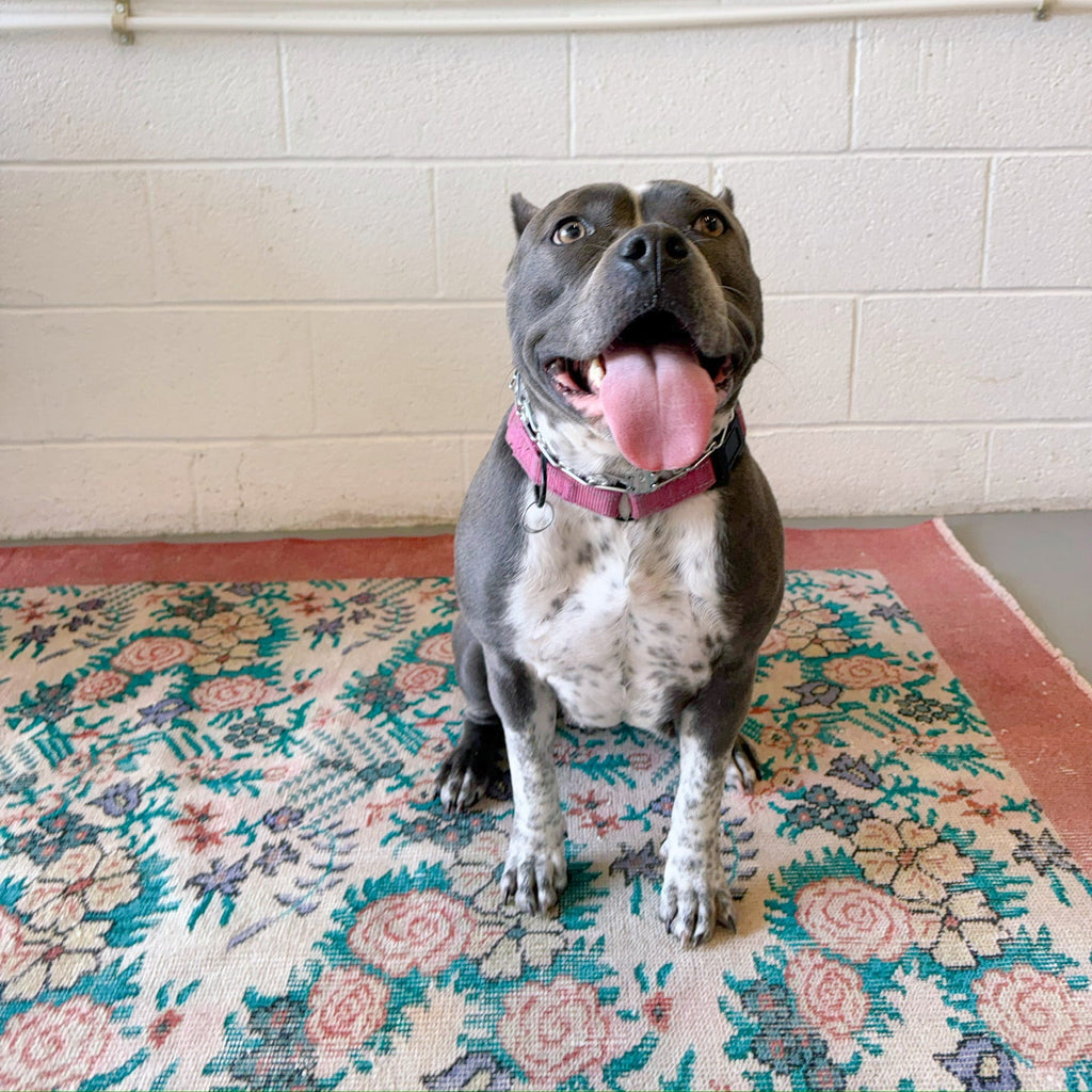 tootsie {5'5" x 8'11"}