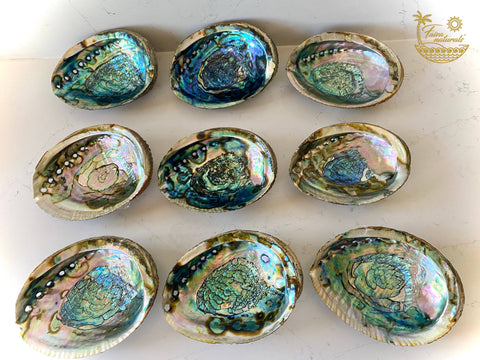 abalone shell smudge bowls {large}