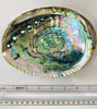 abalone shell smudge bowls {large}